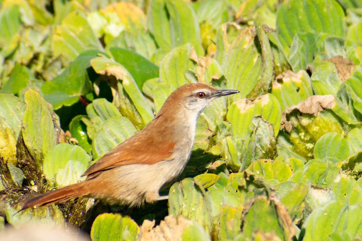 Yellow-chinned Spinetail - ML363896881