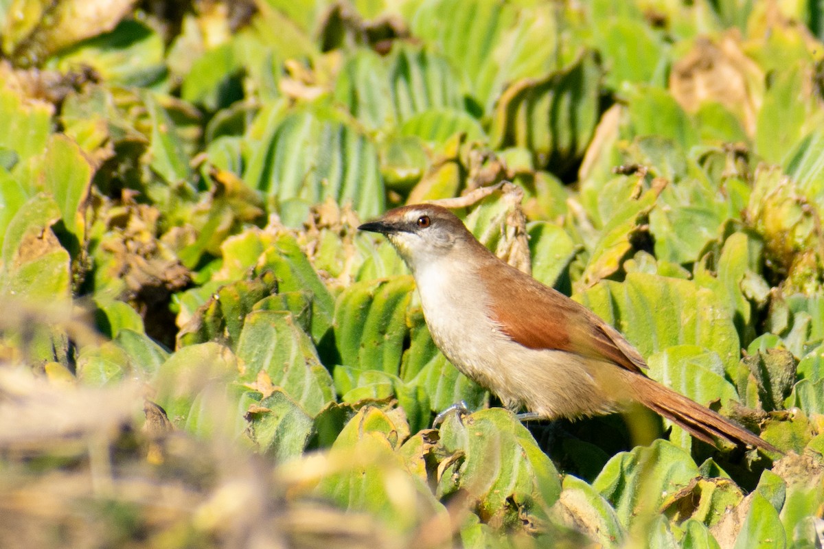Yellow-chinned Spinetail - ML363896911