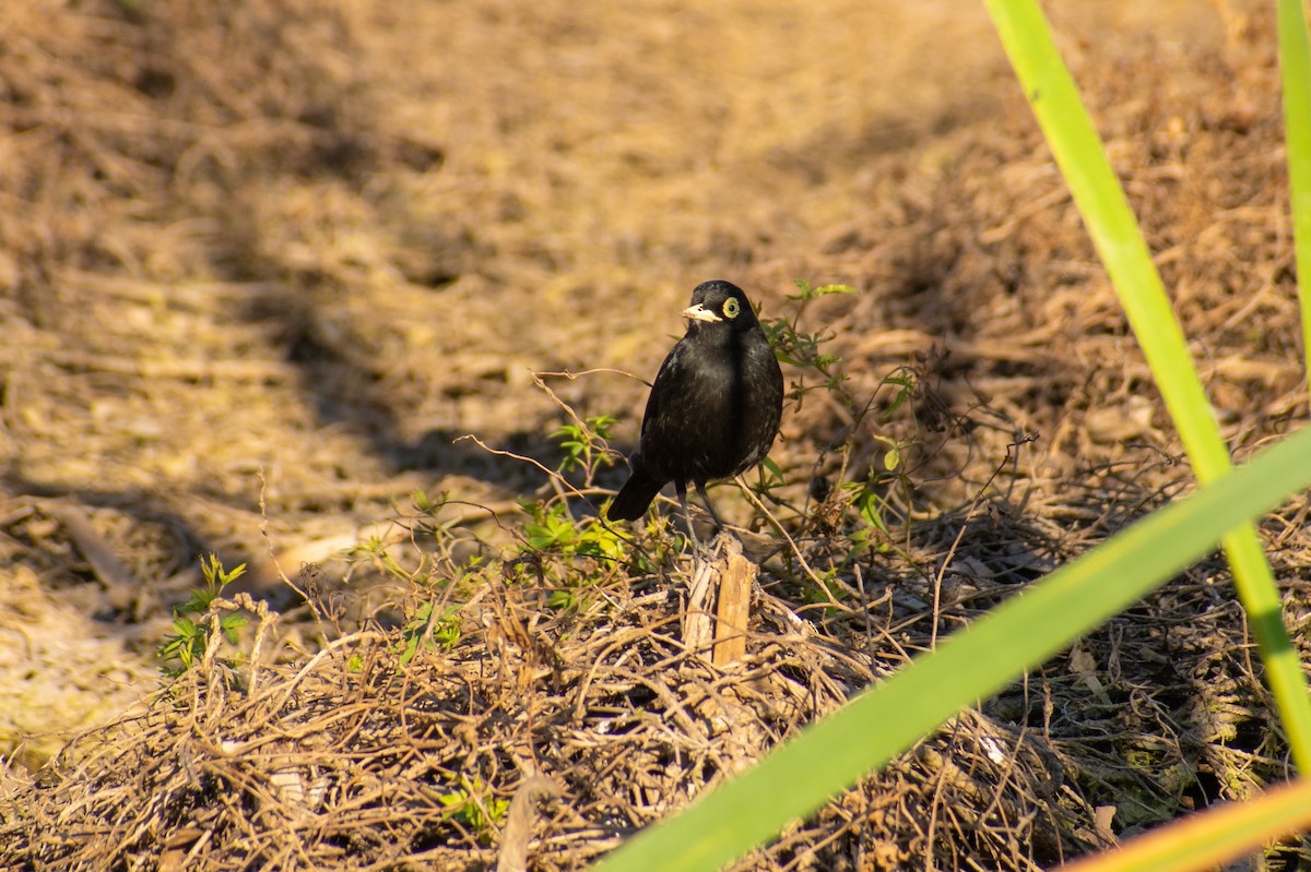 Spectacled Tyrant - ML363899091