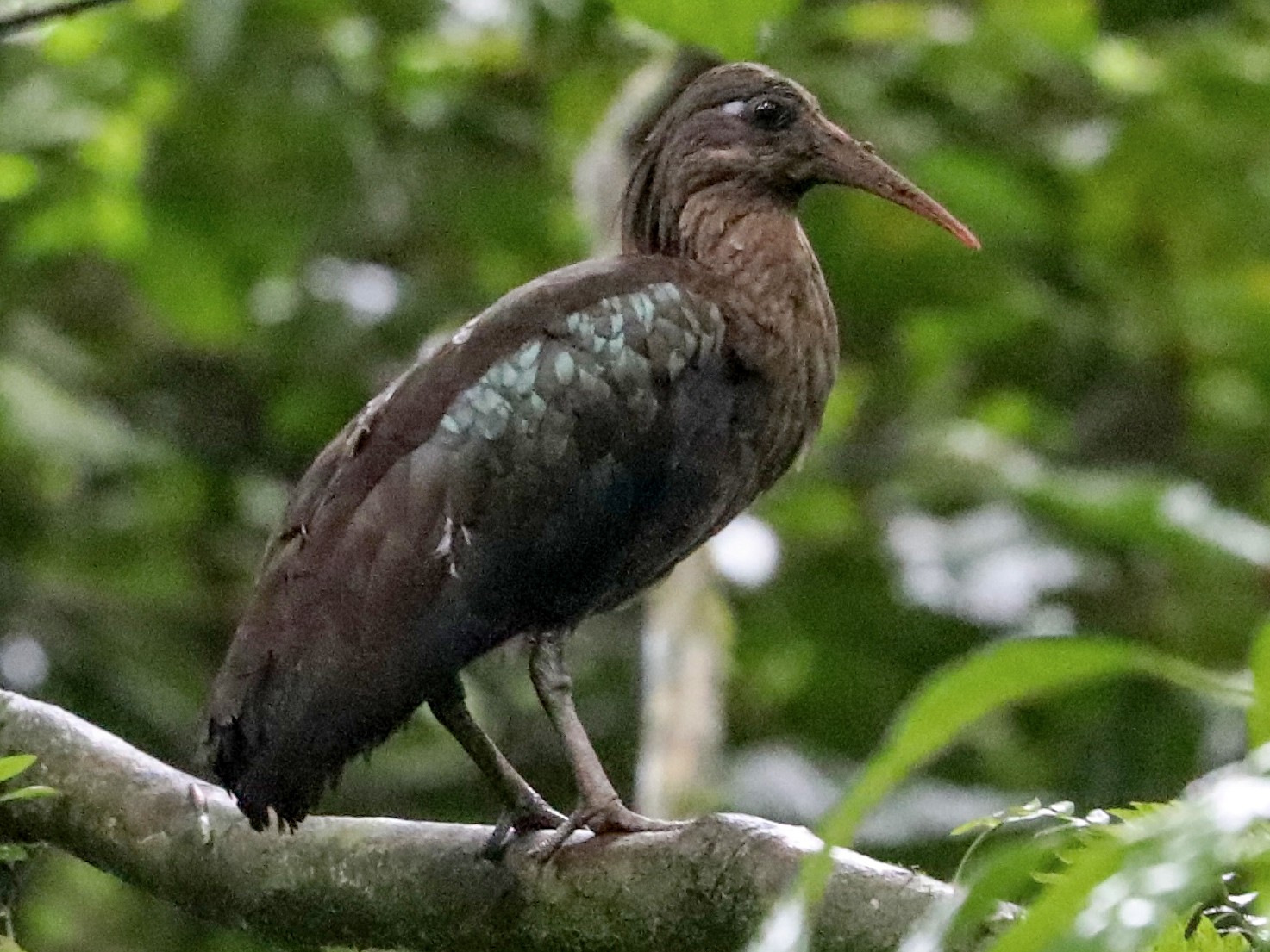 Sao Tome Ibis - Ross Gallardy
