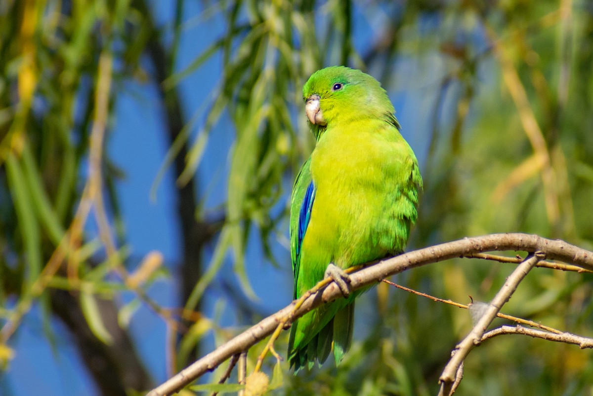 Cobalt-rumped Parrotlet - ML363903591