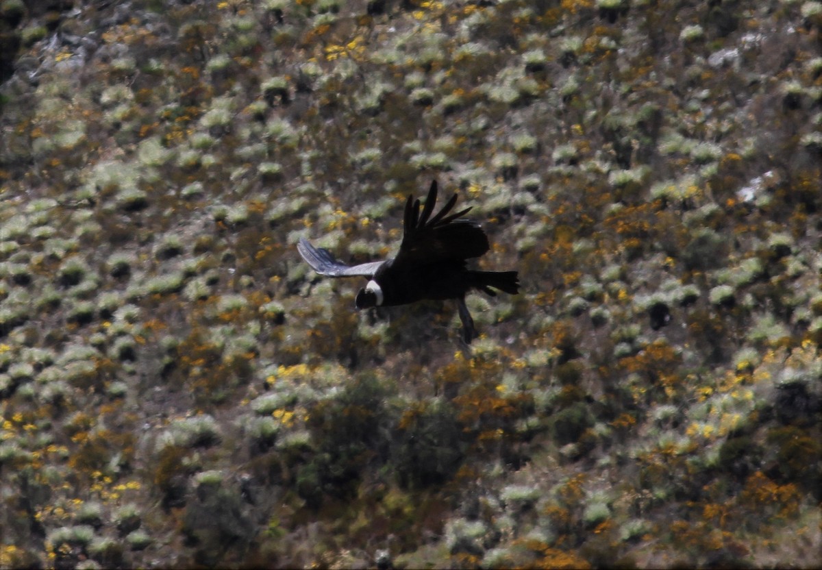 Andean Condor - John Kvarnback