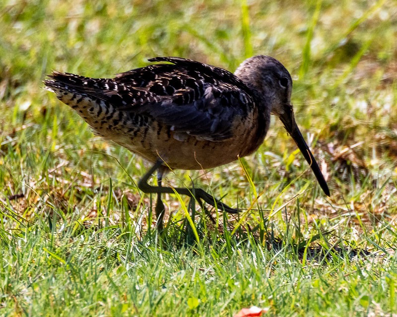 Long-billed Dowitcher - ML363906491