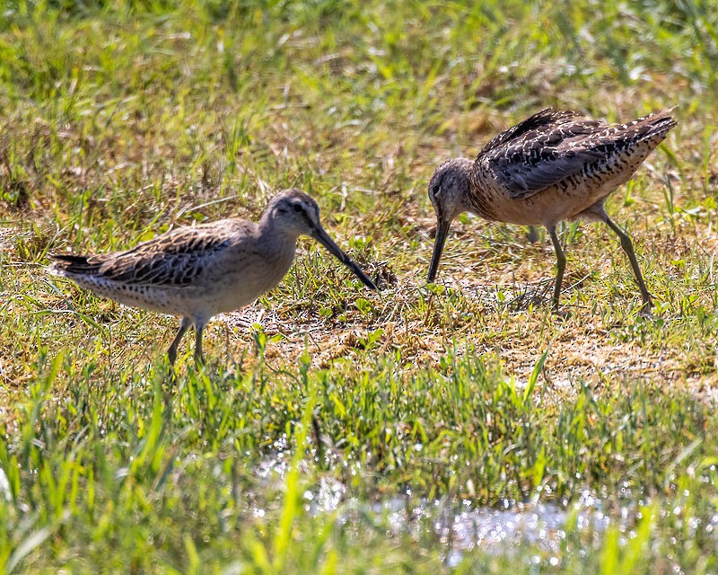 Long-billed Dowitcher - ML363906571