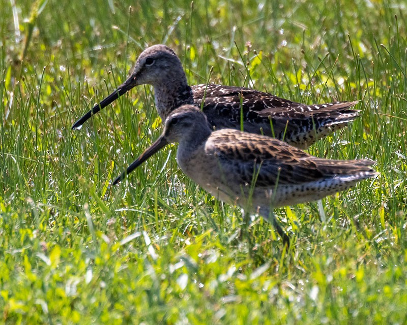 Long-billed Dowitcher - ML363906621