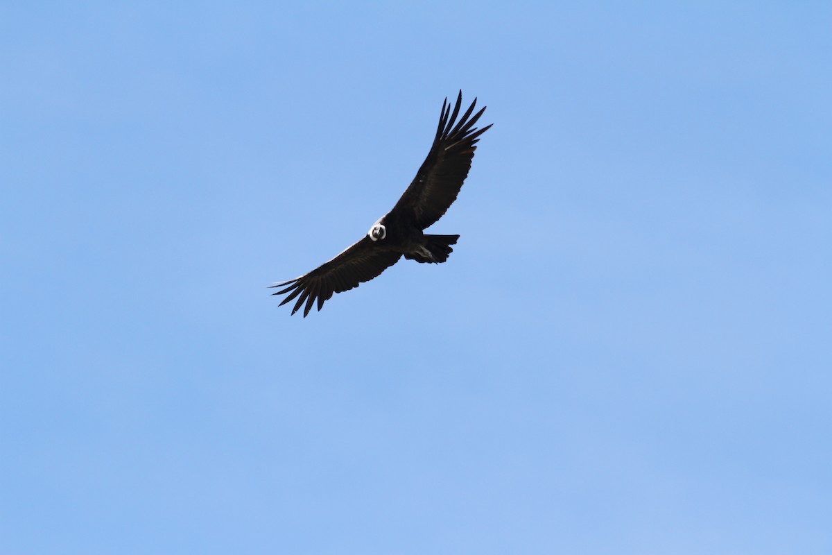 Andean Condor - John Kvarnback