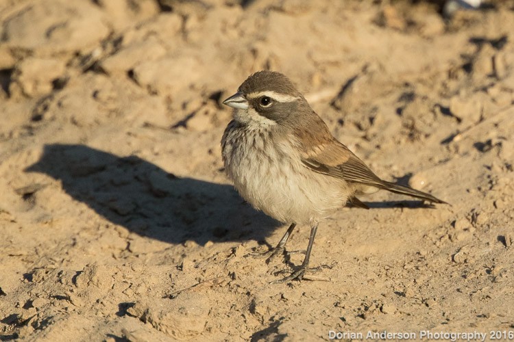 Black-throated Sparrow - Dorian Anderson