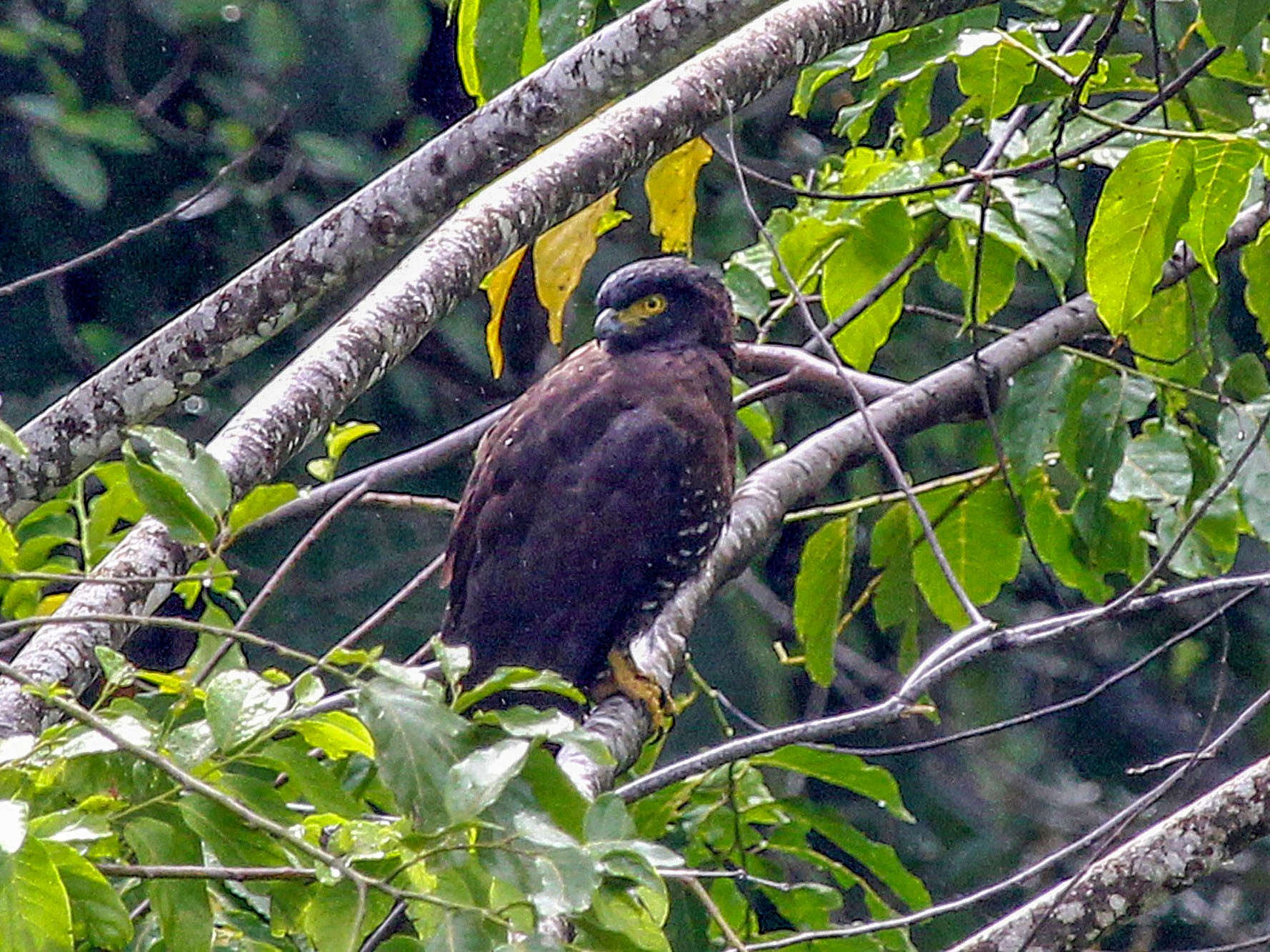 Sulawesi Serpent-Eagle - Phillip Edwards