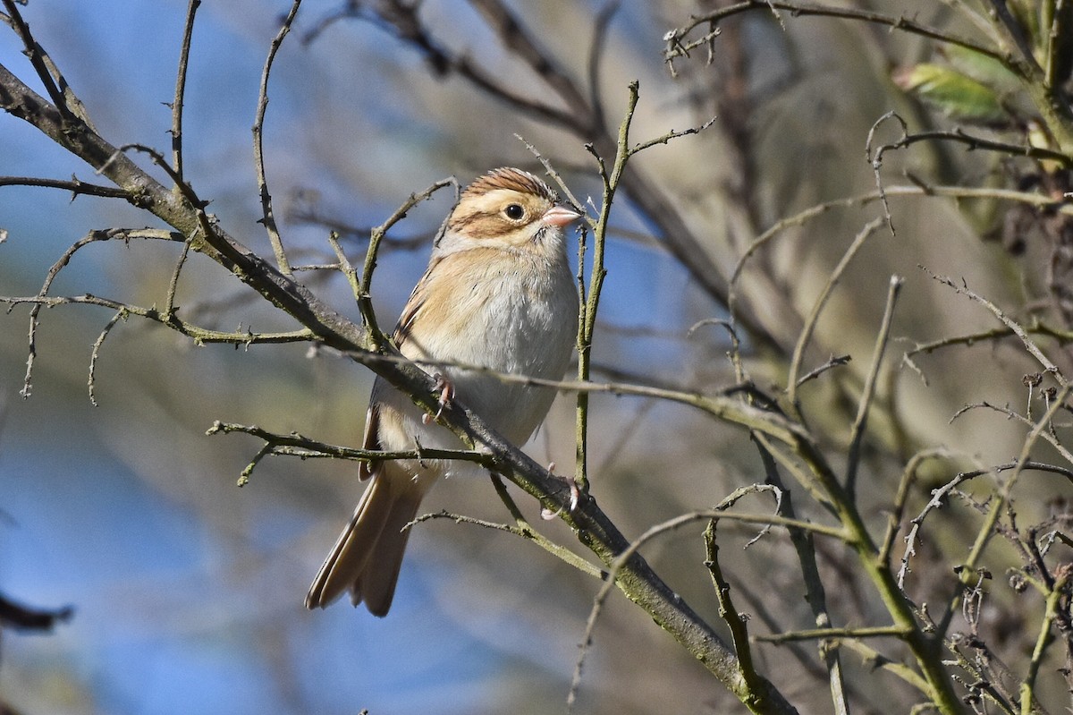Clay-colored Sparrow - ML36393081