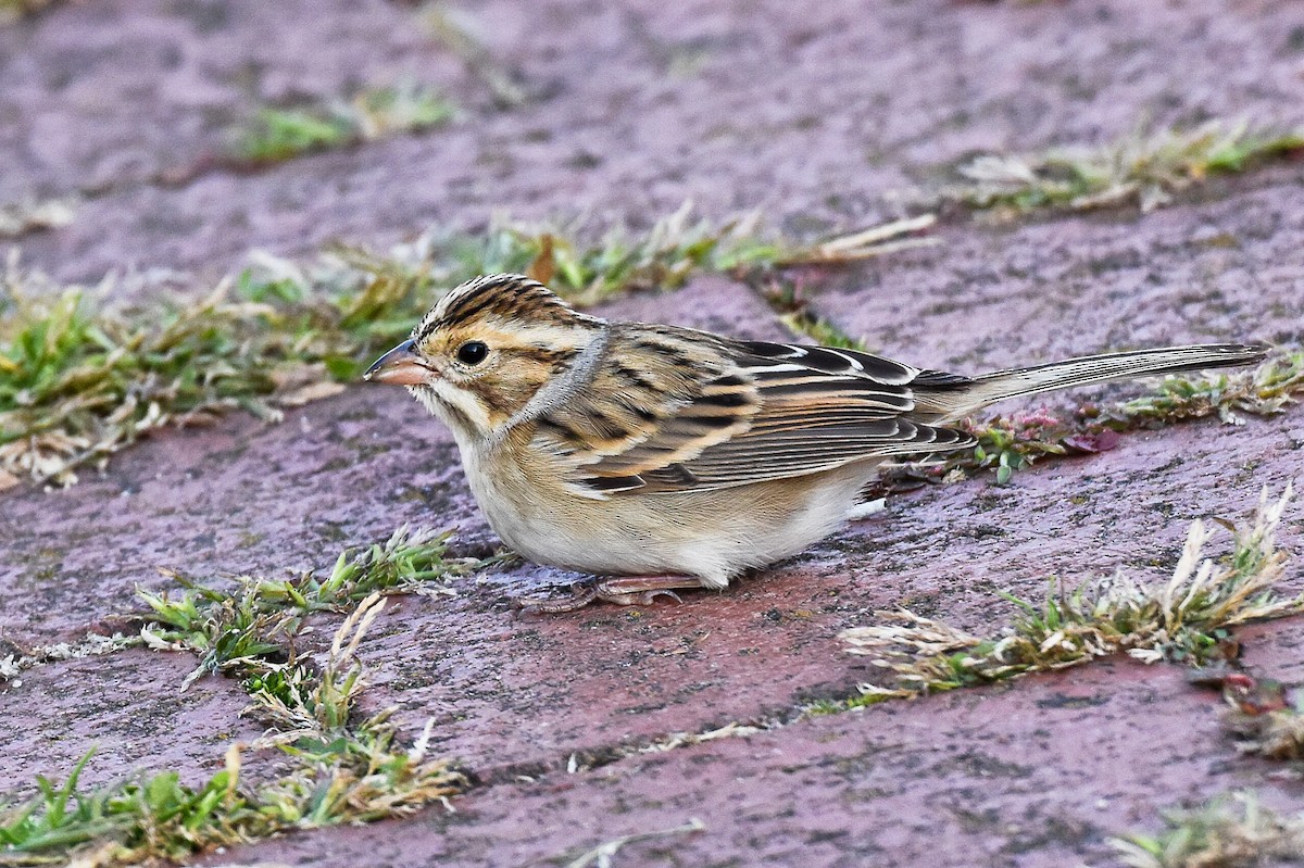 Clay-colored Sparrow - ML36393091