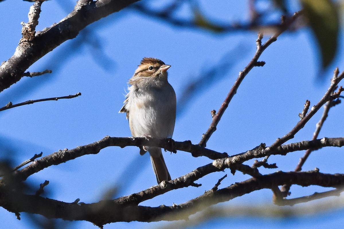 Chipping Sparrow - ML36393161
