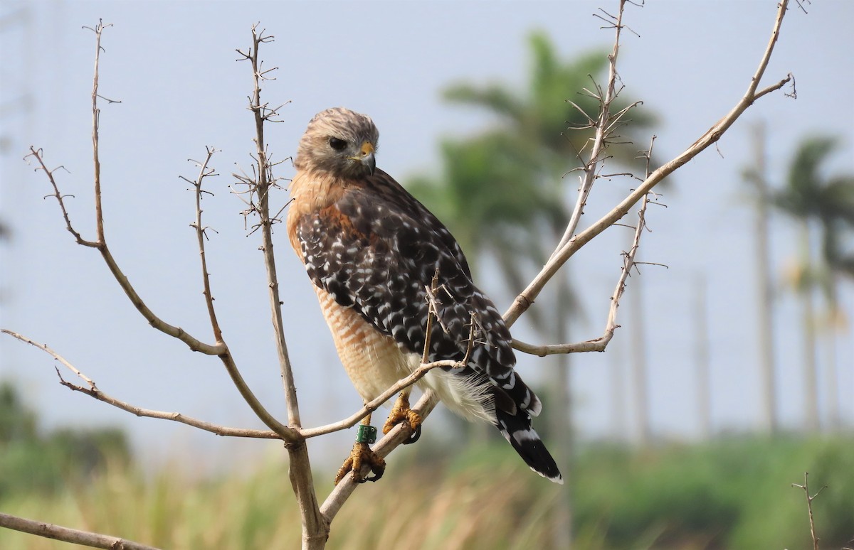 Red-shouldered Hawk - Susan Young