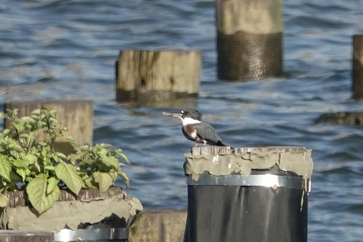 Belted Kingfisher - ML363932541