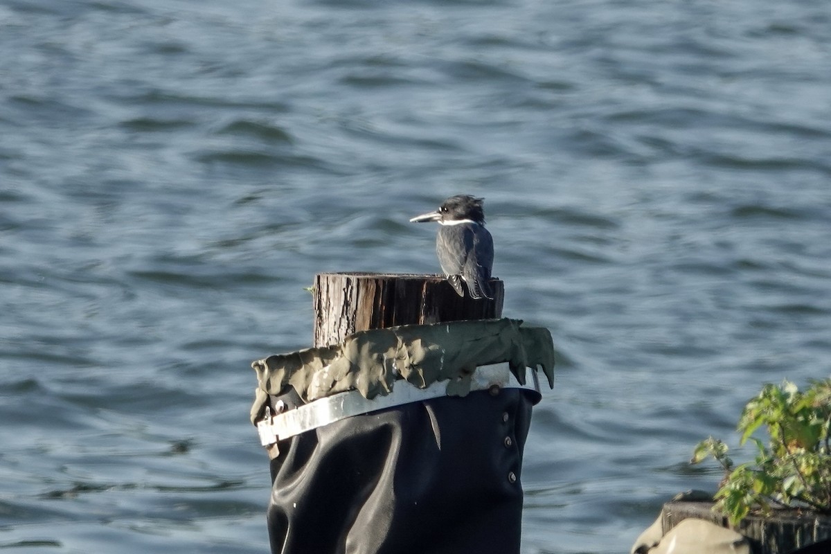 Belted Kingfisher - ML363932561