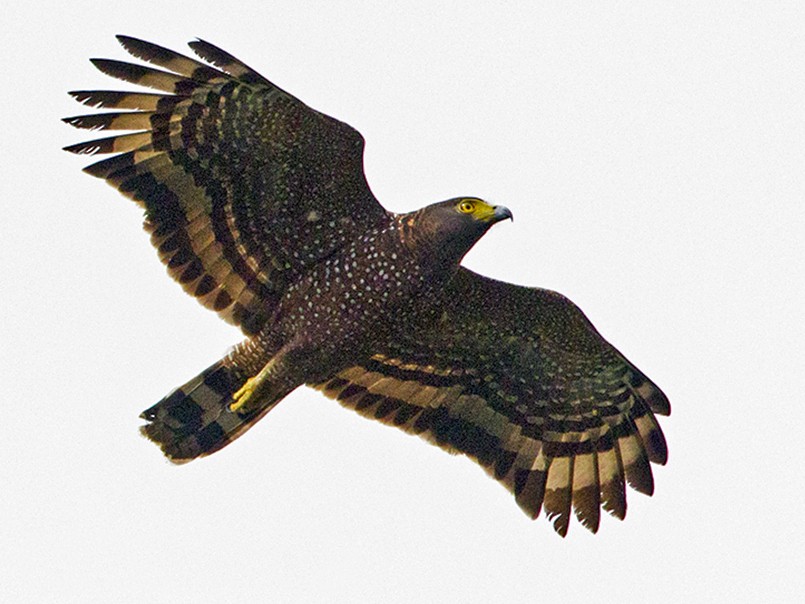 Philippine Serpent Eagle - Martin Pineda
