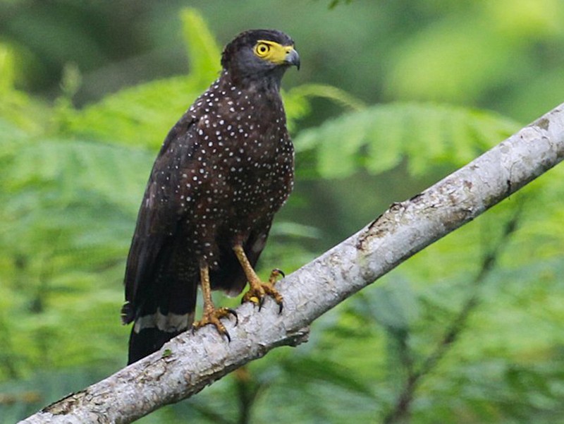 Philippine Serpent Eagle - Carmelo López Abad