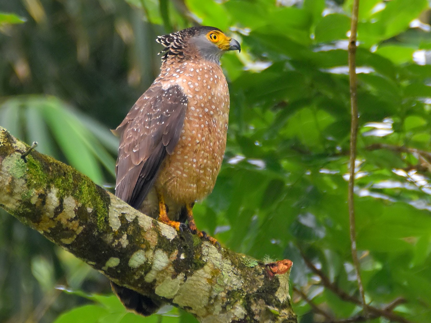 Philippine Serpent Eagle - Chris Chafer