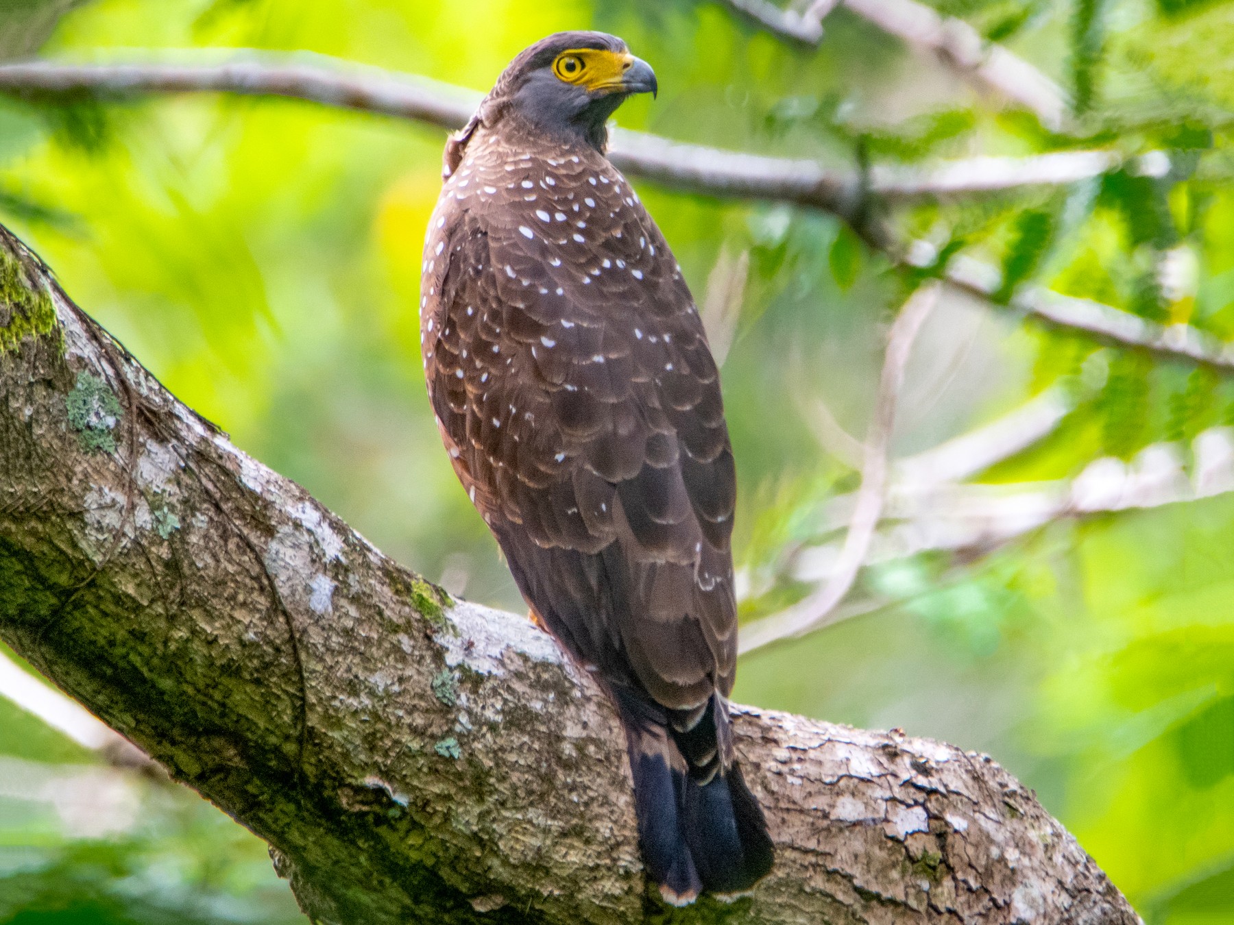 Philippine Serpent-Eagle - Kevin Pearce