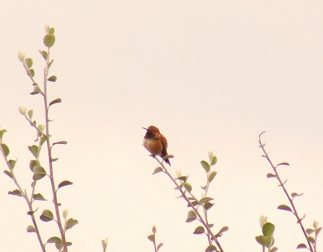 Rufous Hummingbird - ML36393521