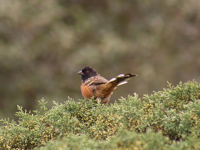 Spotted Towhee (Olive-backed) - ML36393621