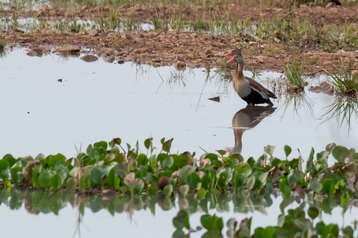 Black-bellied Whistling-Duck - Pablo Ramos