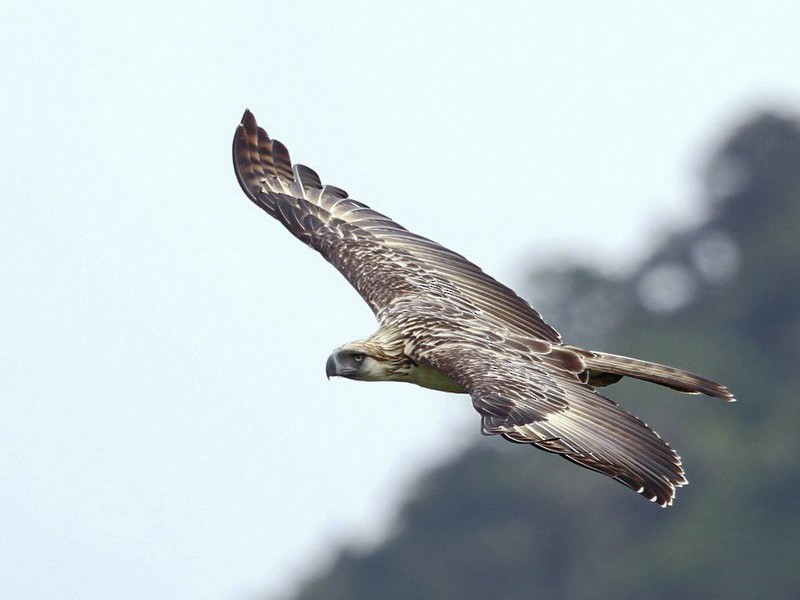 Philippine Eagle - Carmelo López Abad