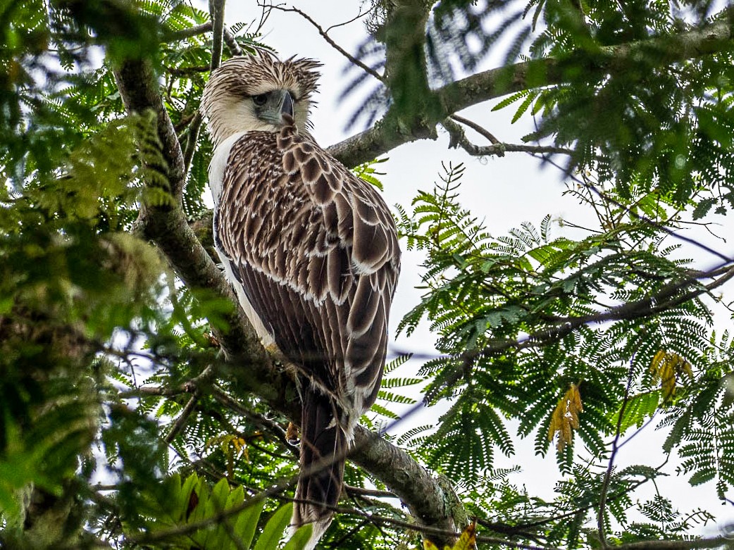 Philippine Eagle - Forest Botial-Jarvis