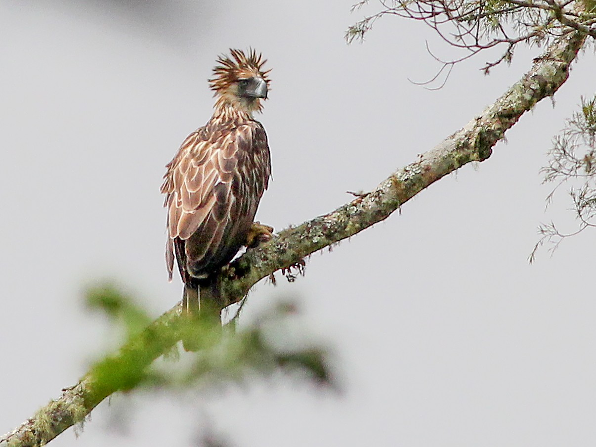 Philippine National Bird Eagle