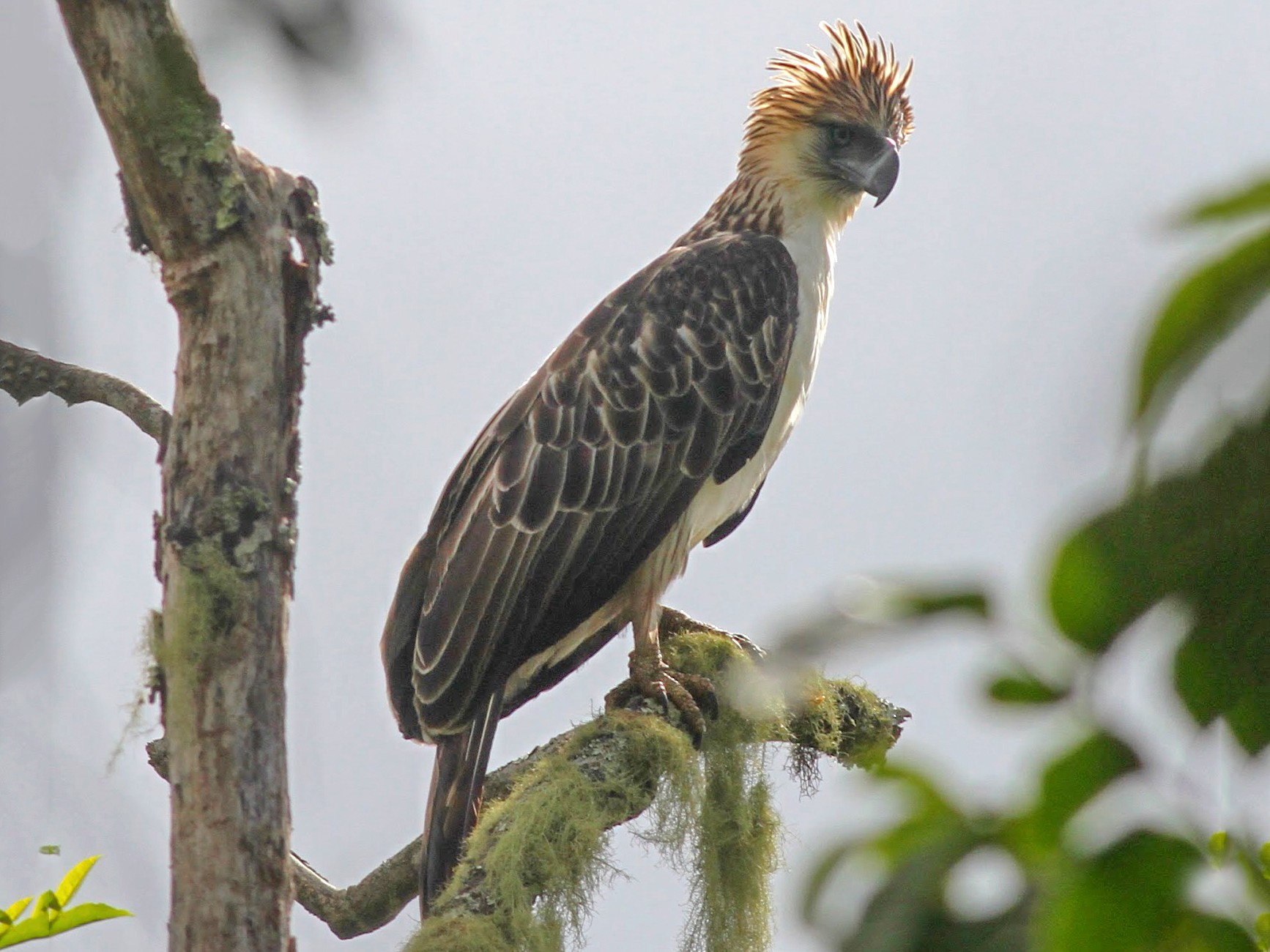 philippine eagle flying hd