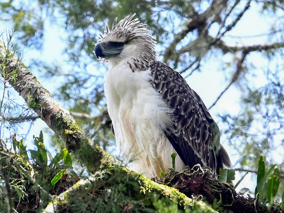Philippine Eagle - Chaiyan Kasorndorkbua
