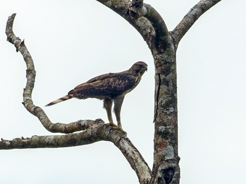 Philippine Hawk-Eagle - Forest Botial-Jarvis