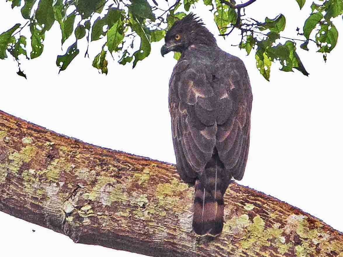 Philippine Hawk-Eagle - Ramon Quisumbing
