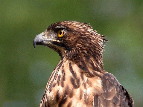 Philippine Hawk-Eagle - Irene  Dy