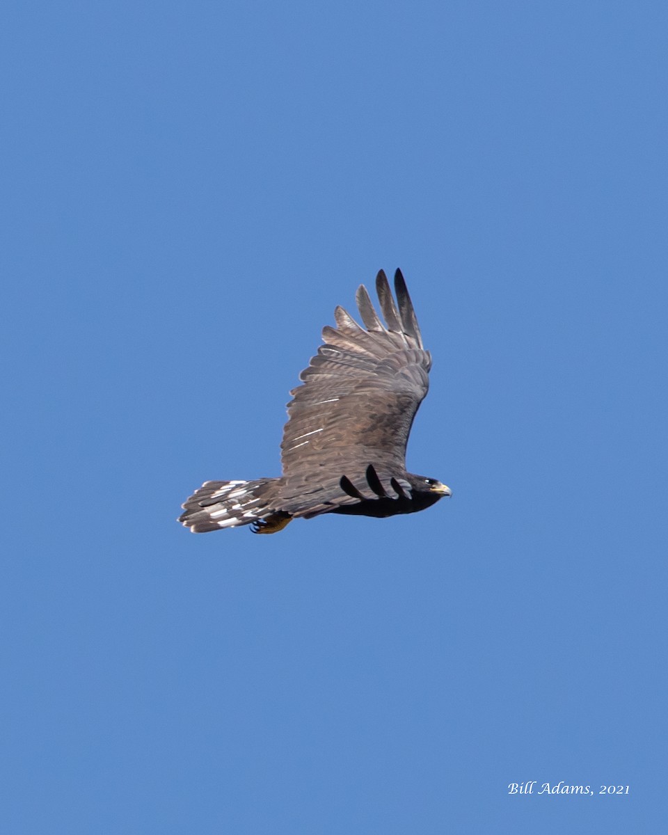Zone-tailed Hawk - Bill Adams