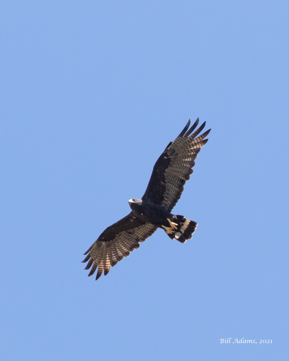 Zone-tailed Hawk - ML363954661