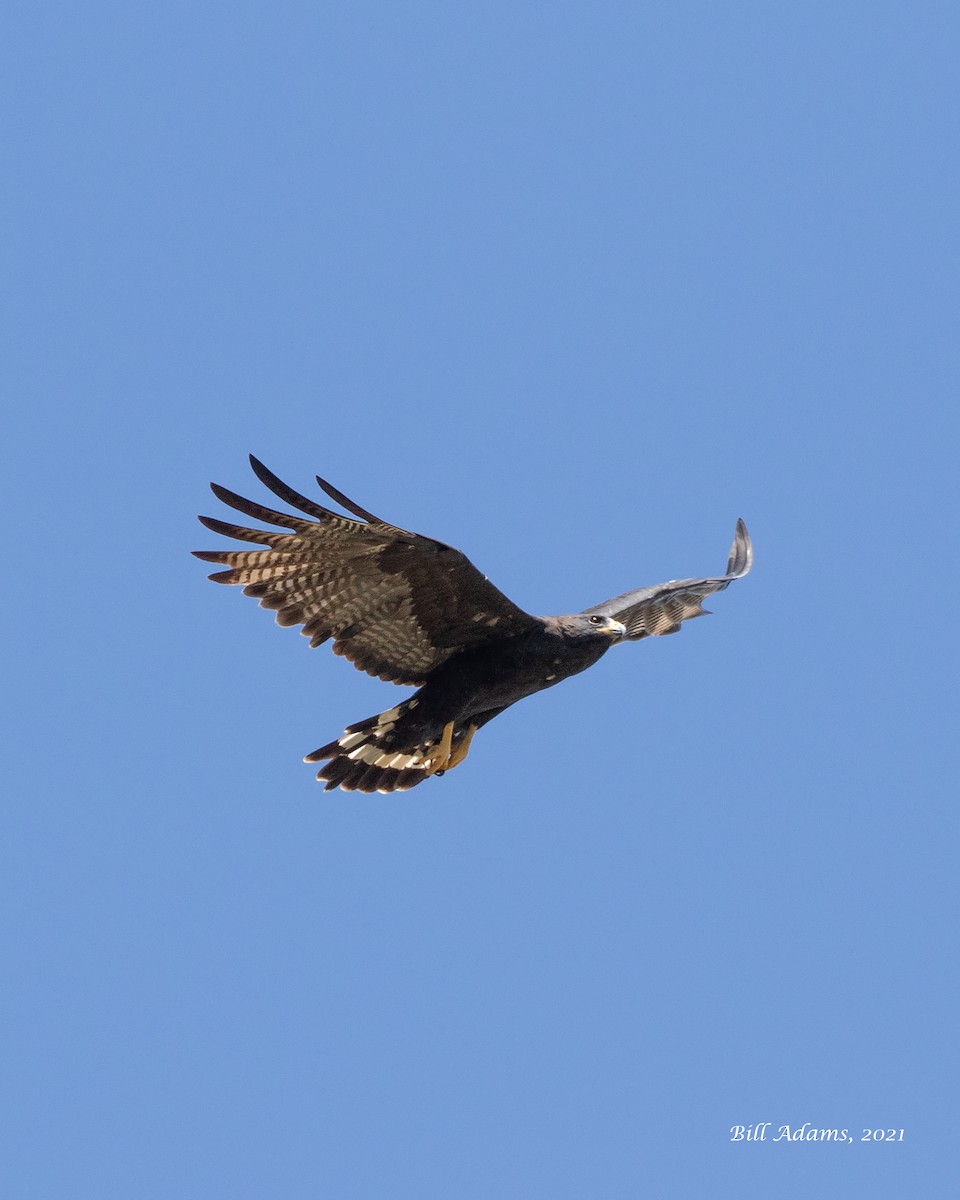 Zone-tailed Hawk - ML363954671