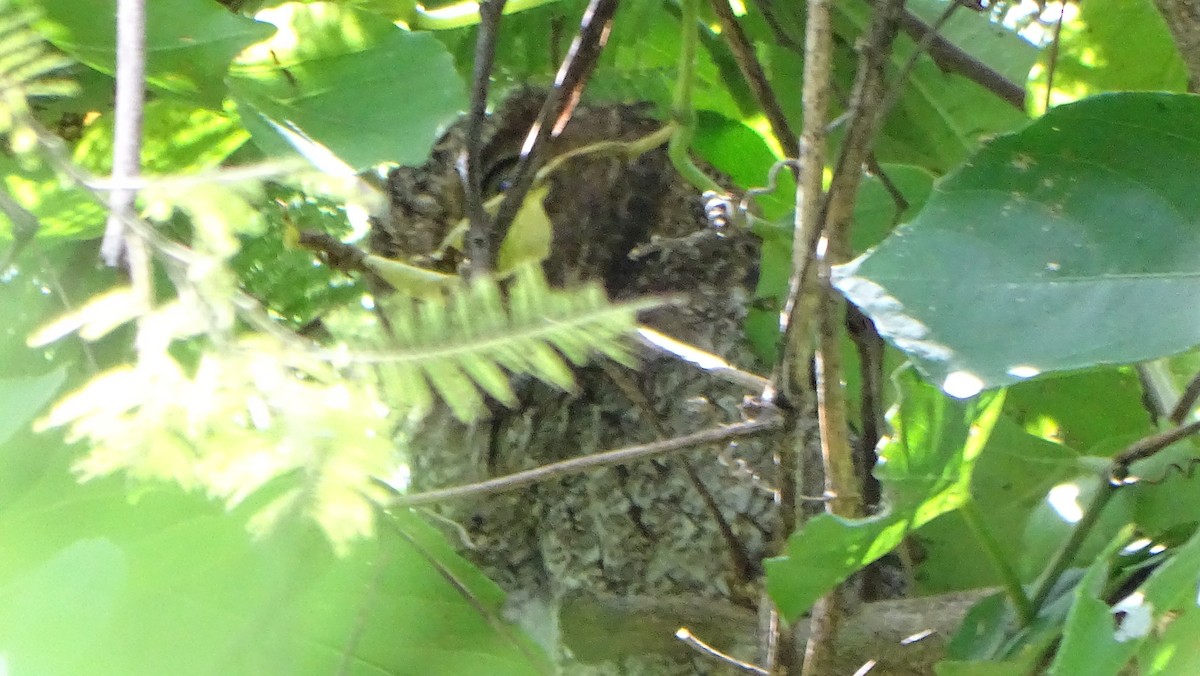 Middle American Screech-Owl - Angel Fong (Go Bird Honduras)