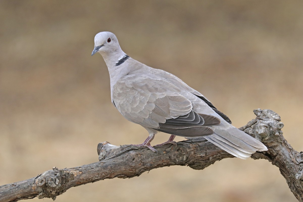 Eurasian Collared-Dove - ML363956841