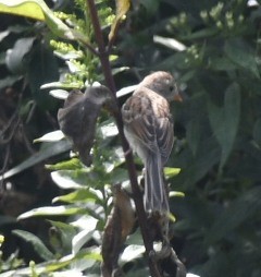 Field Sparrow - ML363960831