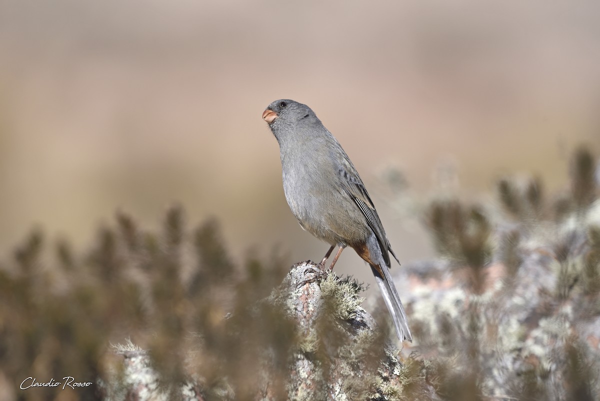Plain-colored Seedeater - Claudio Rosso