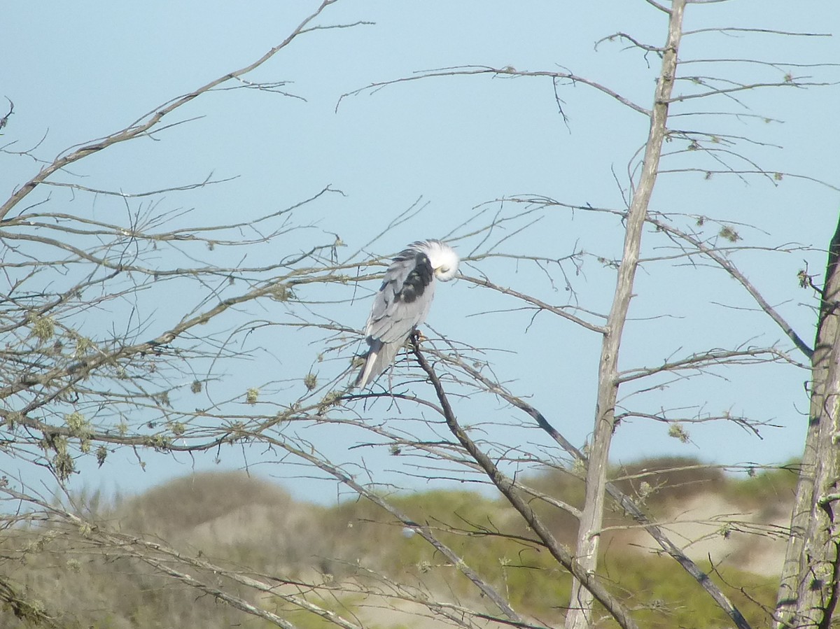 White-tailed Kite - ML36396181
