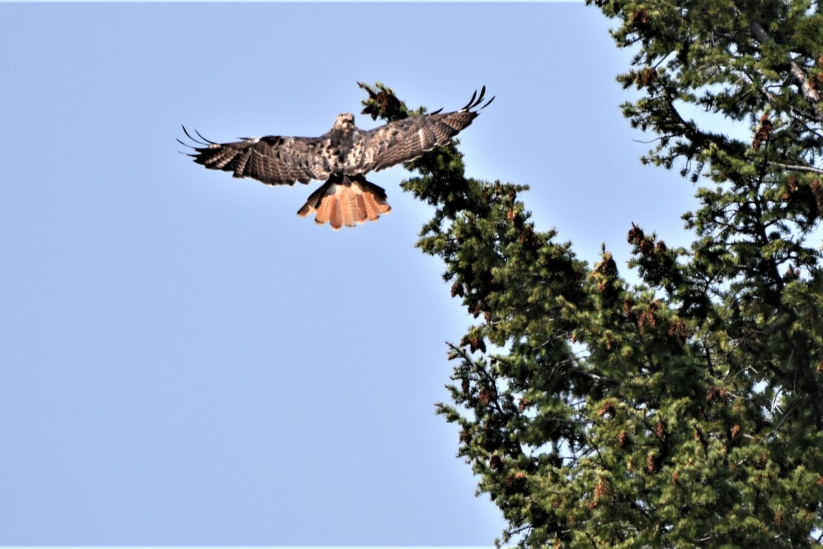 Red-tailed Hawk - Charles Minero