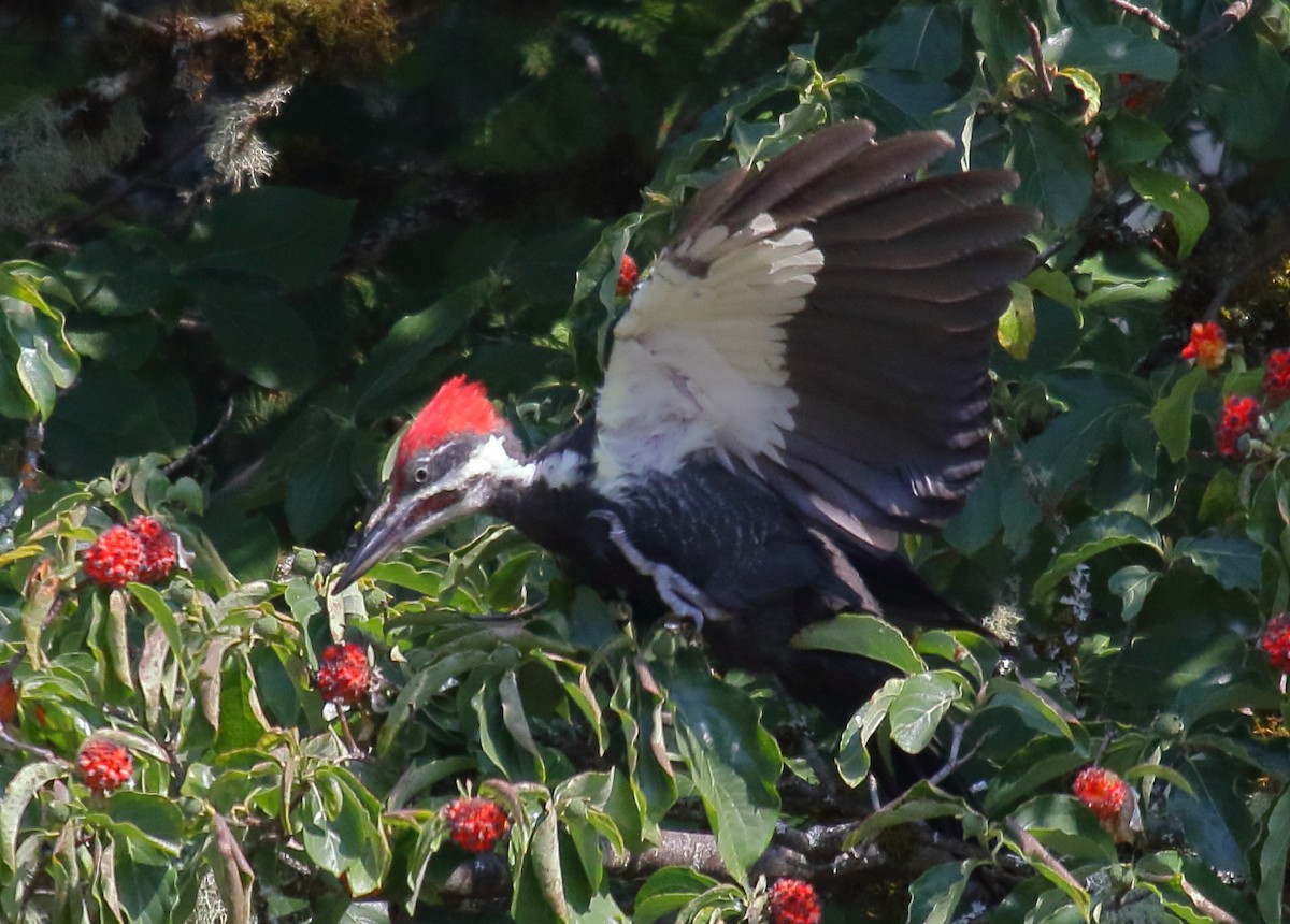 Pileated Woodpecker - ML363965891