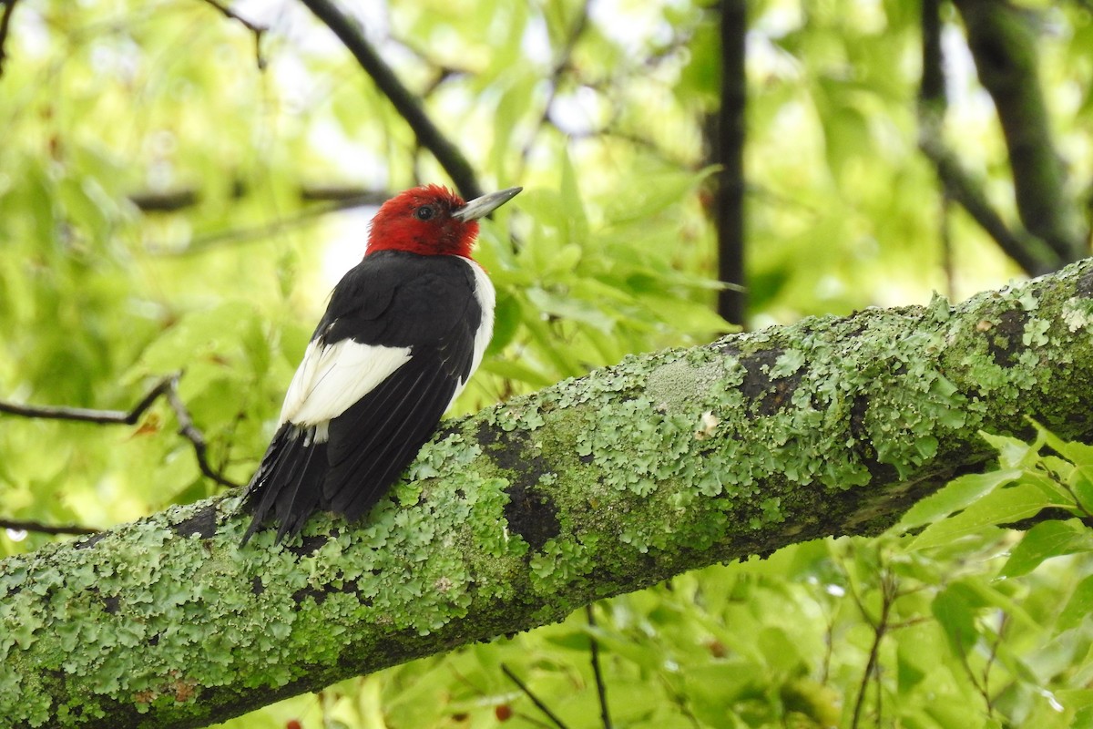 Red-headed Woodpecker - ML363967641