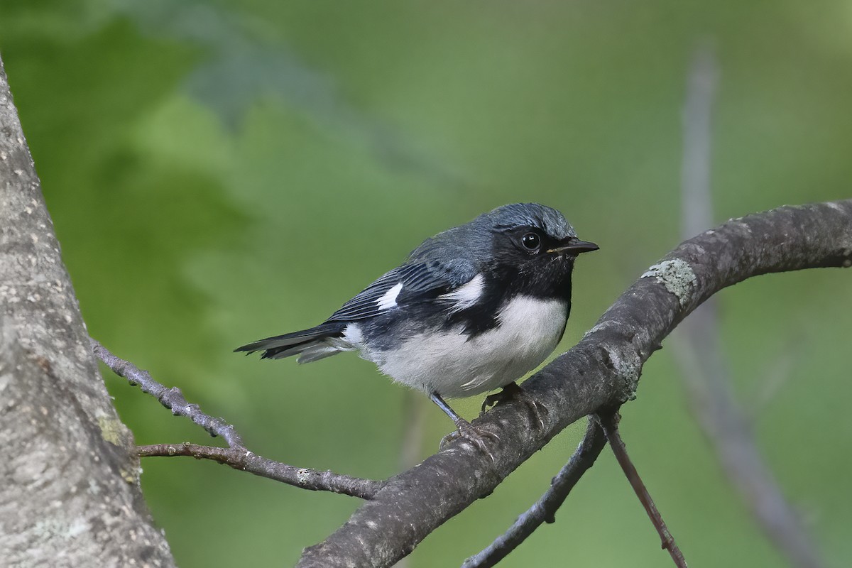 Black-throated Blue Warbler - Keith Kennedy
