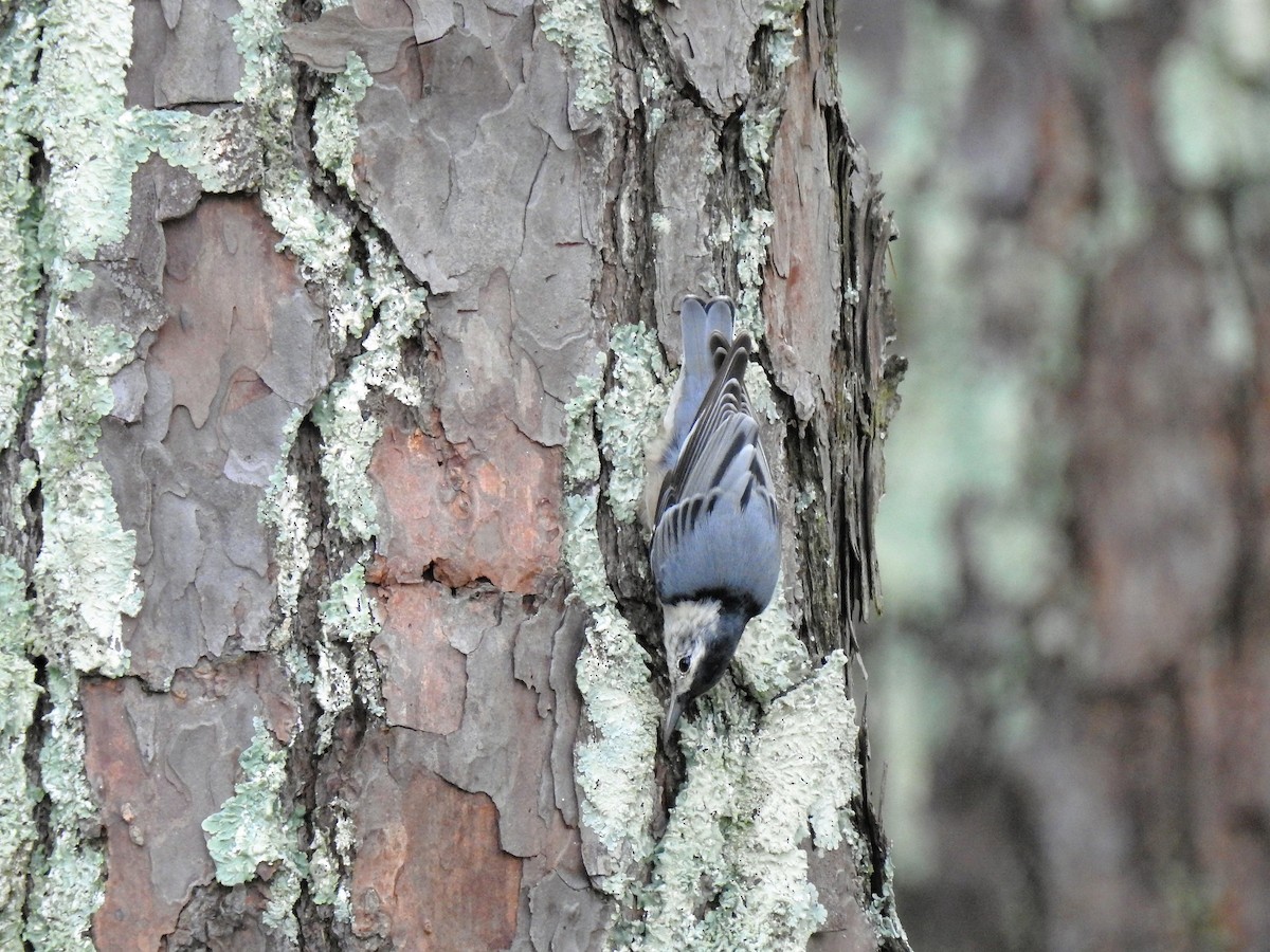 White-breasted Nuthatch - ML363968151