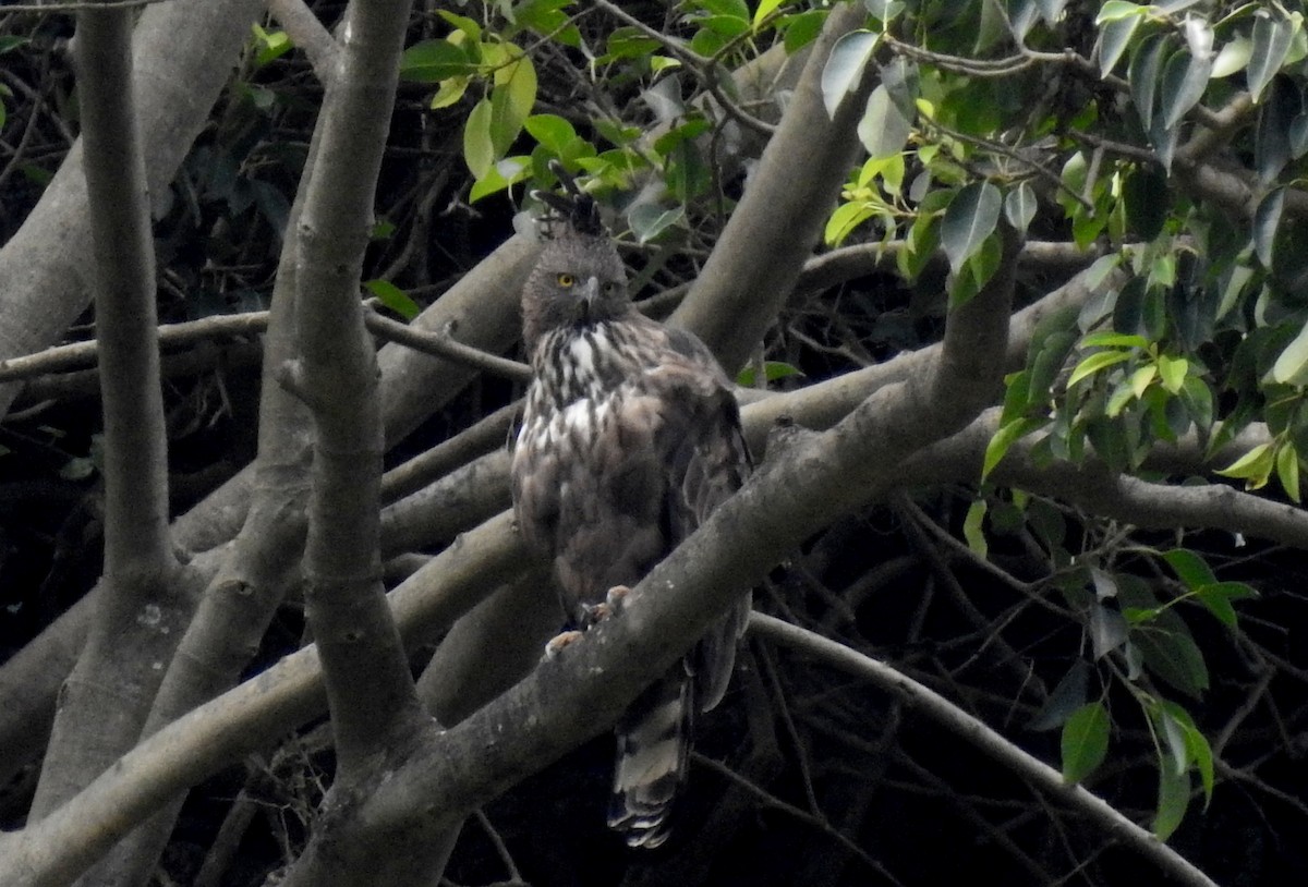 Changeable Hawk-Eagle (Crested) - Anonymous