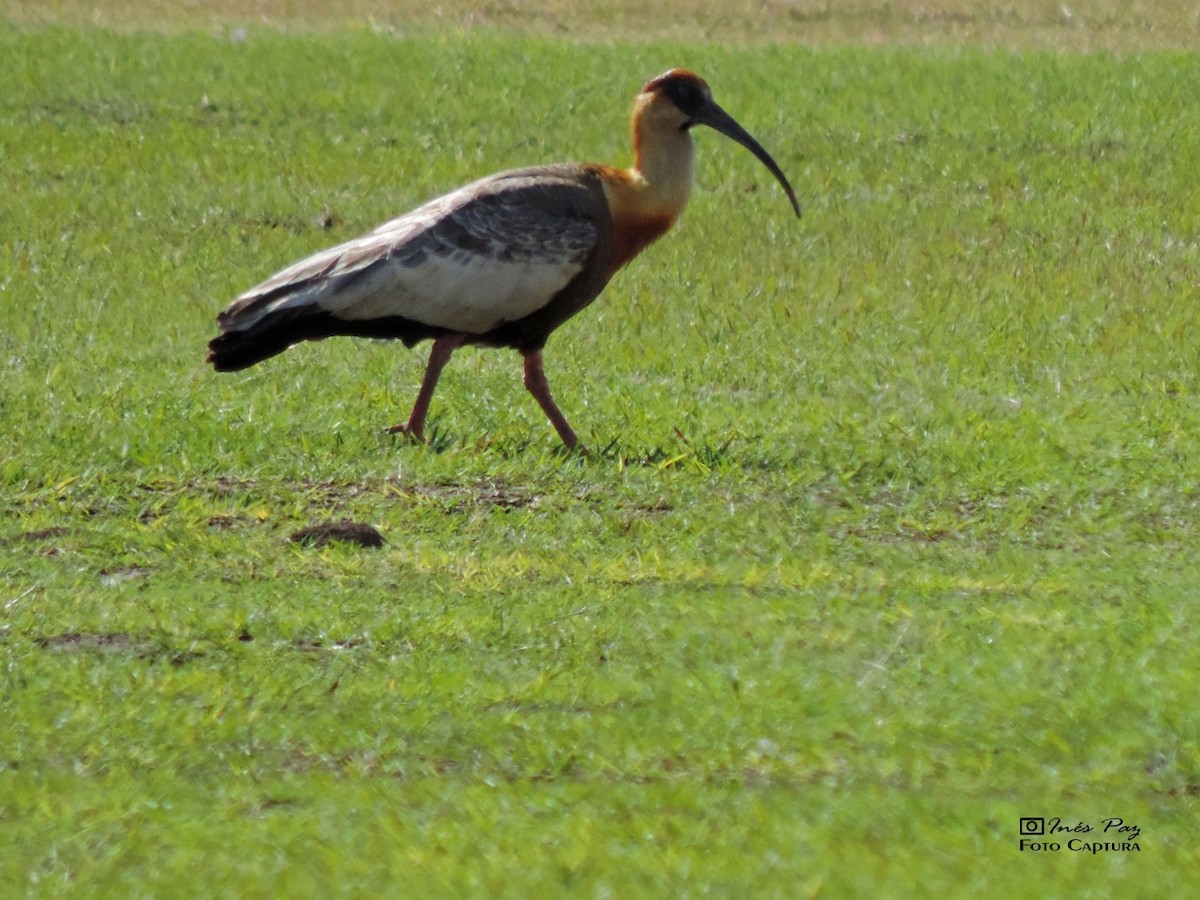 ibis bělokřídlý - ML363972851