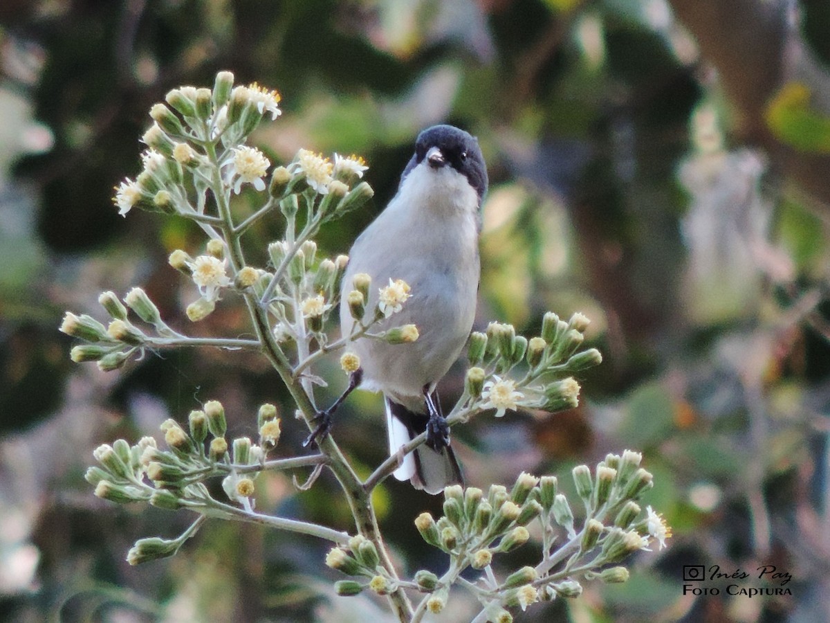 Black-capped Warbling Finch - María Ines Paz