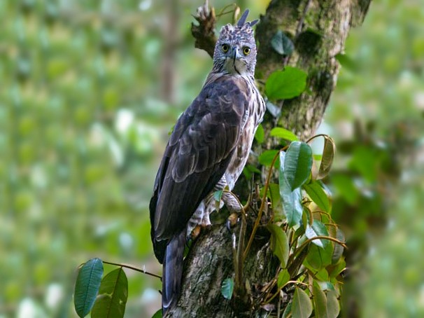 Pinsker's Hawk-Eagle - Robert Hutchinson